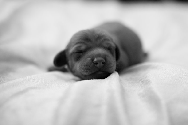 puppyyy.jpg