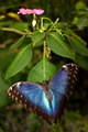 Iridescent Butterfly and Flower