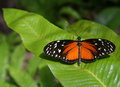3D Butterfly