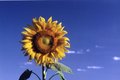 Sunflower #1