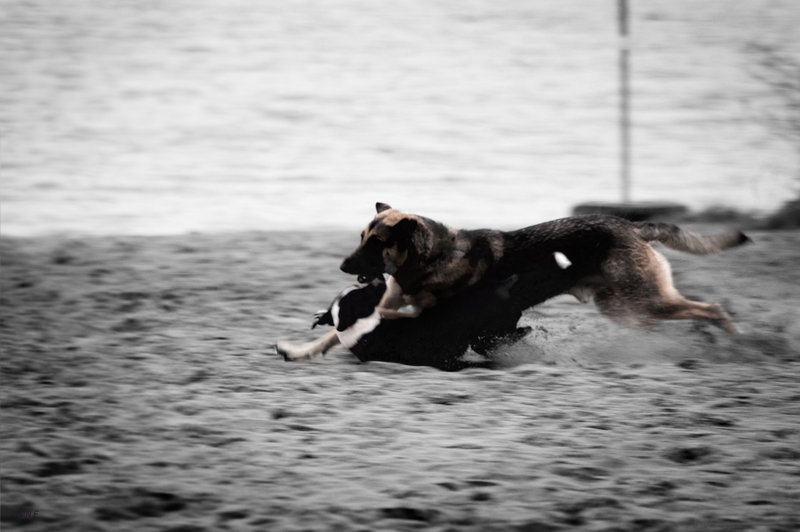 Dog Chase