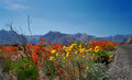 Roadside Flowers