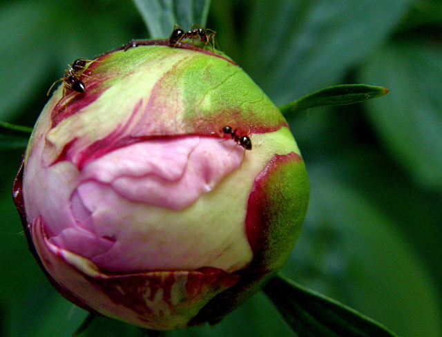 Ants on a Peony