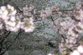 Cherry Blossom