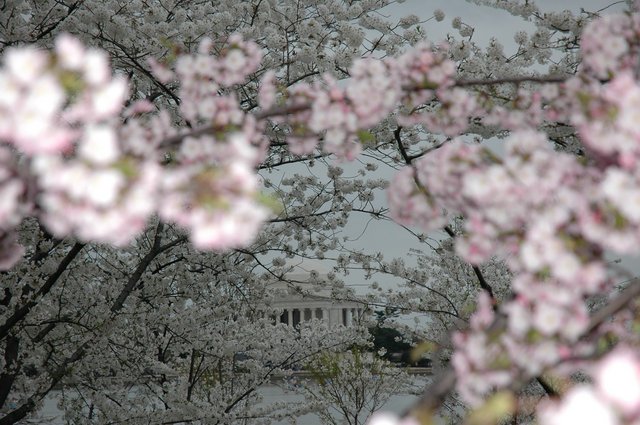 Cherry Blossom