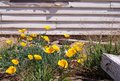 Life Despite Disrepair