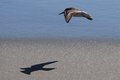 Stopped mid-flight