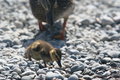 Supervised Foraging