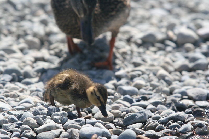 Supervised Foraging