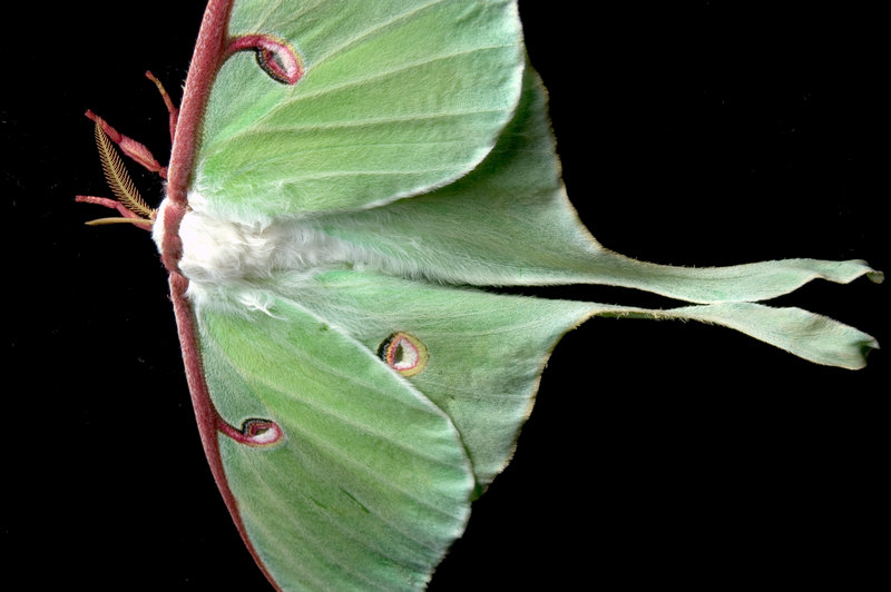 Patterns in Nature