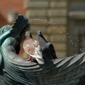 Florence Pigeons [Square]