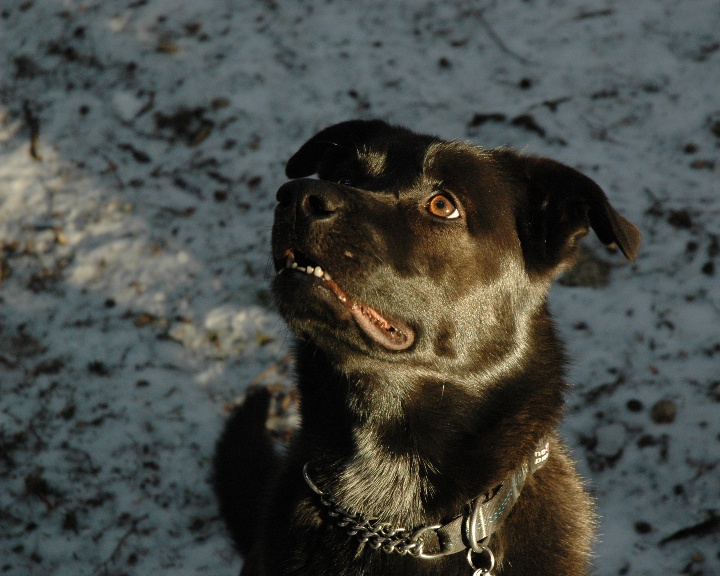 Where's that Squirrel? (unedited, cropped)