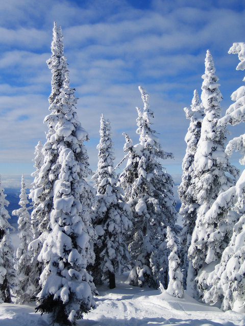 Big White Trees 2