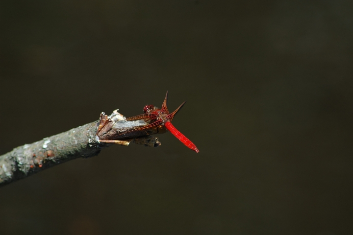 Red Firefly