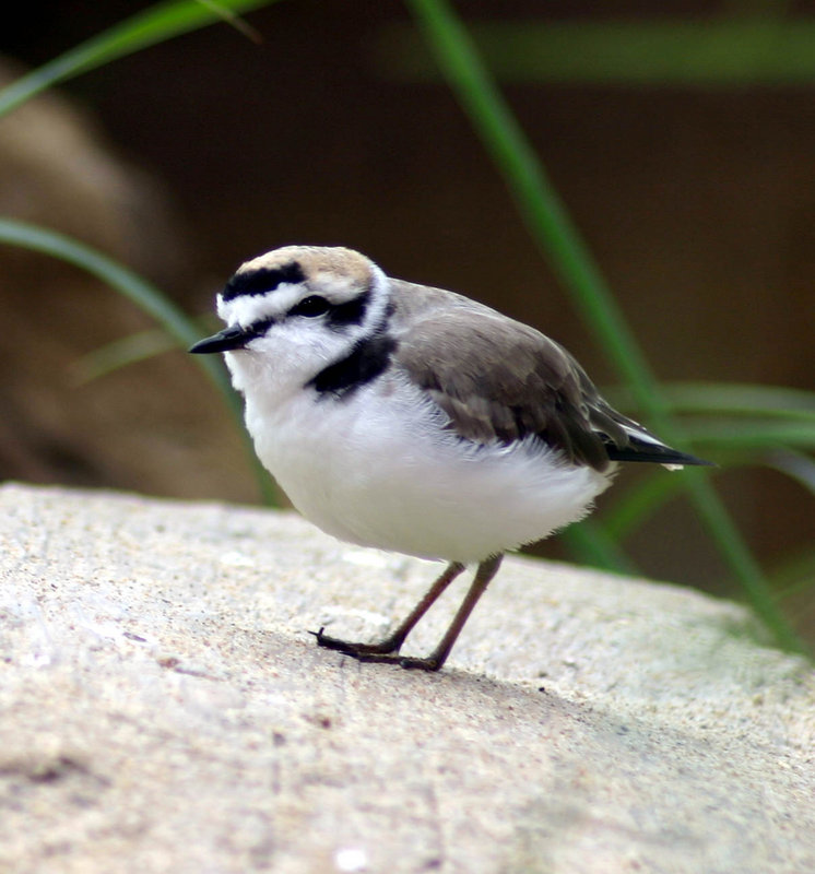 Monterey Bay bird.jpg