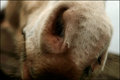 Equinous Nose