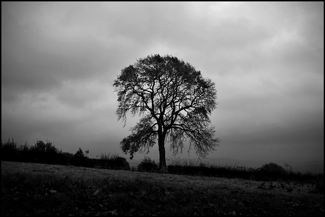 Solitary Sentinel