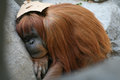 tired friend san diego zoo.jpg