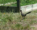 roadrunner.jpg