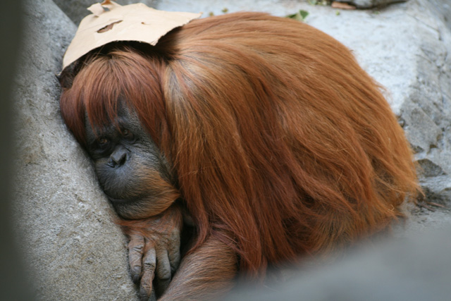tired friend san diego zoo.jpg