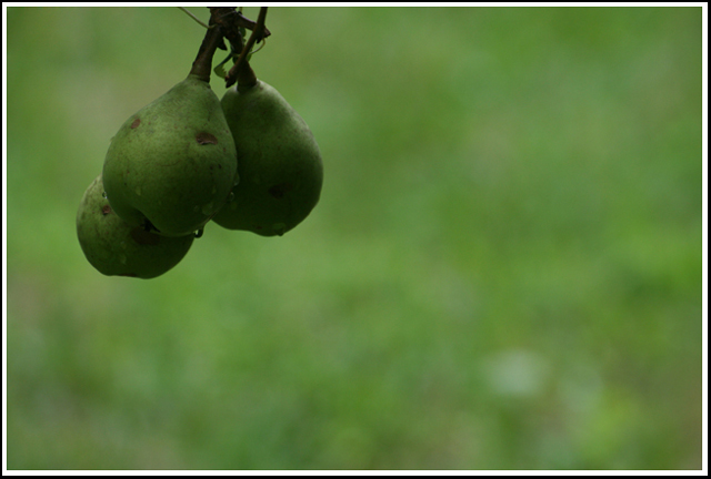 garden-pears.jpg