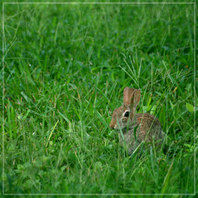 day 8 runny-babbit.jpg