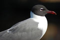 Portrait of a Seagull