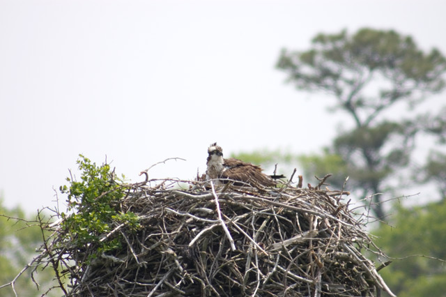1osprey.jpg