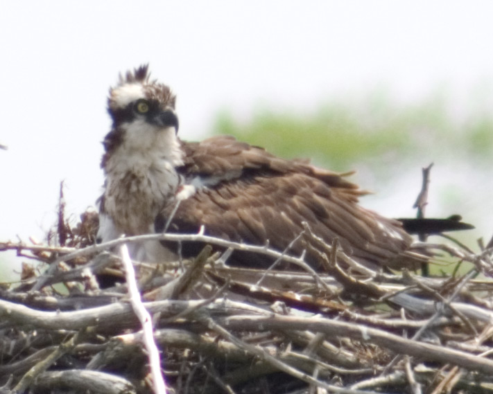 2osprey.jpg