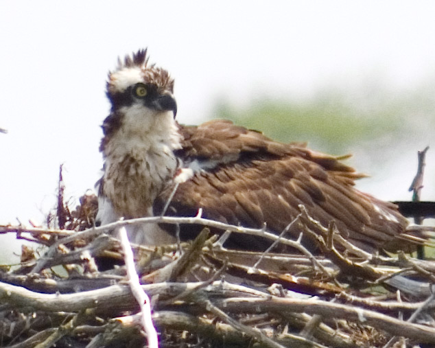 2pp-osprey.jpg