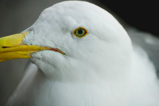 Monterey-Seagull.jpg