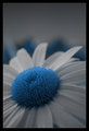 Blue Daisy