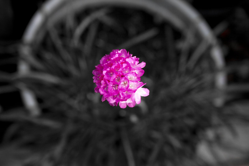 Pinky