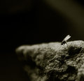 the rock and the fly outtake