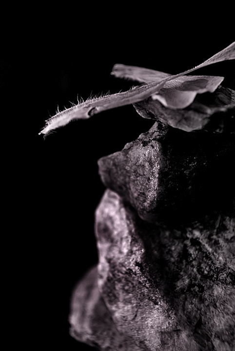 broken butterfly wing on the rocks