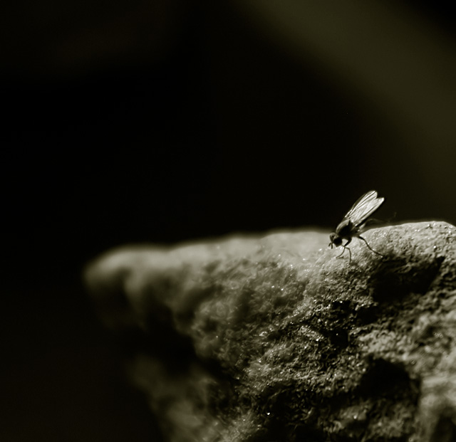 the rock and the fly outtake