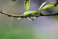 After The Rain