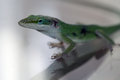 Lizard