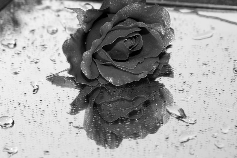 Rose and Rain