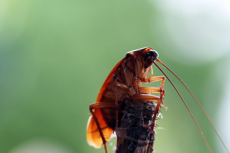 Roach