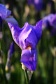 The Iris