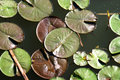 Lilypads