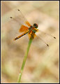 Fly Away