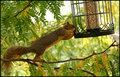 Squirrel