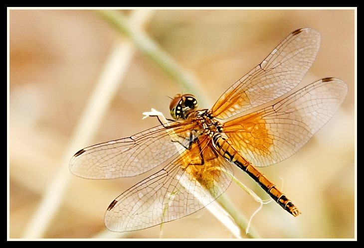 The dragonfly
