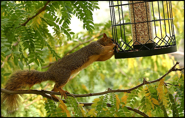 Squirrel