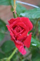 Damaged Rose