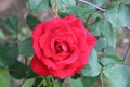 Red Rose