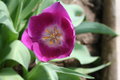 Purple Tulip