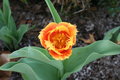 Orange Ruffled Tulip